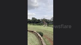 Giraffes stick their heads through windows at this manor in Nairobi