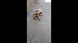 Orphaned hyena's fearful calls echo at Vakil Abad Zoo