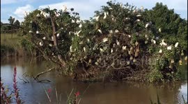 Stork family gathering back home to feed their young ones