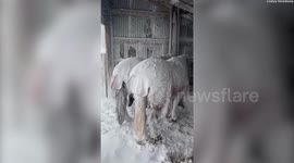 Video shows horses covered in snow in Hartman, Colorado
