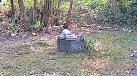 Cat plunges into well when cover flips over