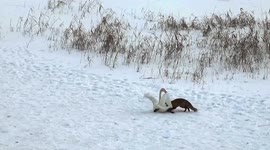Conservation personnel swiftly intervene to rescue swan attacked by fox in China