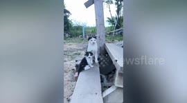 Pet cat and kitten look like Charlie Chaplin with mustache-shaped pattern on their faces