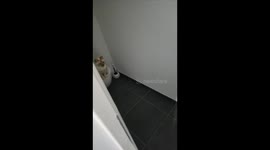 9-year-old cat Leo masters toilet training: a pawsitively impressive feat!