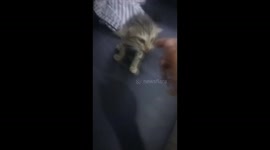 The cat's unique ears have been adopted by a man who is kind and loves cats