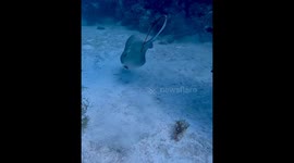 Scuba diver painstakingly removes discarded fishing hook from stingray's mouth