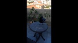 Algerian raven takes flight: a homebird's soaring freedom