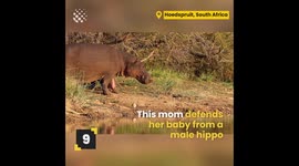 Top 10 Wild Animal Battles