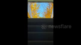 A View Filled with Golden Leaves in Zhengzhou, China