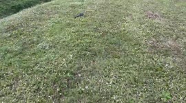 Florida man pulls over to inspect massive dead Cleco on the side of roadway