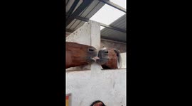 Horse Nibbles Neighbor's Tongue