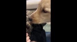Witty Dog Tries to Share a Snack by Pretending to Lick Cat's Fur in Northern China