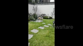 Playful Pup Takes a Dive Straight into Pond in Zhejiang, China