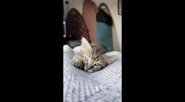 Little Cat on the sofa dreaming, very cute, shining eyes, cuttle.