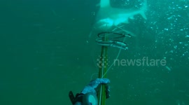 Animal Encounters #2