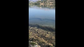 Crab Greets Swimmers