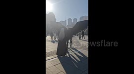 Charming Black Pegasus Horse Appears on Streets in Harbin, China