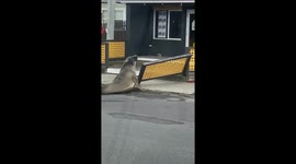 Neil The Seal Tries To Destroy Dunalley