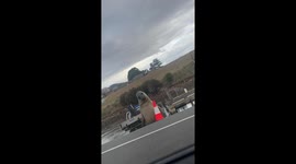 Neil The Seal Plays With Traffic Cone