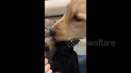 Witty Dog Tries to grab a Snack in Liaoning, China