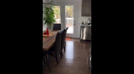 Irish Setter Opens Doors