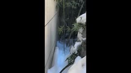 Woman rescues kitten frozen in ice during deadly weather in eastern China