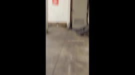 Disturbing subway scene: person sleeps unaware amidst rat infestation in NYC