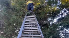 Fireman Safely Retrieves Cat Stuck in Tree in Marysville, CA, USA