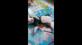 OH! This cute cat wearing a Dinosaur shirt is sleeping like the dead even when his owner wakes him up