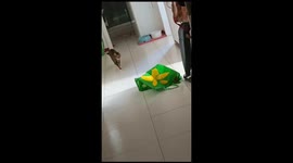 Cat Jumps From Bag To Startle Sibling