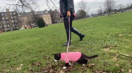 Meet the woman who takes her woolly-jumper-wearing cat everywhere including on trips to the pub
