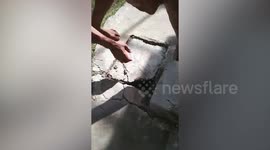 Kind farmer rescues wandering chick that fell in drain