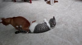 My chihuahua dog loves to sit on the cute Bristish shorthair cat