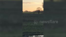 Woman captures 'big cat' on camera in British field