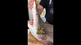 Chefs slammed for making burger using 45lb SHARK