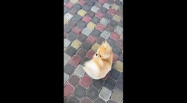 Pomeranian braves elements of high winds like a true champ
