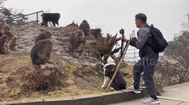 Man provokes pet dog to attack wild monkeys for video content