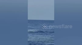 'Extremely rare' albino Omura’s whale swims near tourists' boat in Thailand