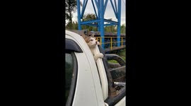 Driver saves stranded cat trapped behind truck bars in Kutai Kartanegara, Indonesia