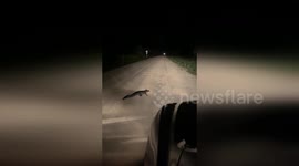 Adorable Road Crossing Alligator Captured at Big Cypress National Preserve in FL, USA