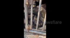 Long-Lost Dog Recognizes and Responds to Owners Voice in Nanyang, China