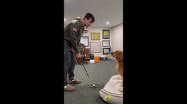 Piper the Golden Retriever Helps Dad Learn to Putt
