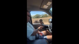Ostrich feeding frenzy terrifies kids at drive-thru wildlife centre in Texas