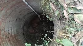 Swamp deer rescued after it falls into dry well in northern India