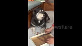 Mischievous dog steals sausage and hides it in mouth from owner