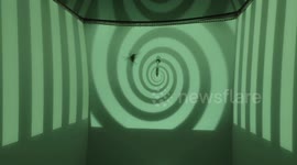 Stufy of hummingbirds' flight in Vancouver, BC, Canada