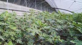Fig growing helps boost economy in Artux in China's Xinjiang