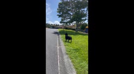 Friendly dog plays with dive bombing willie wagtail bird in Australia