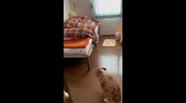 Yuzu the dog's heartwarming wake-up call for daughter's rare visit