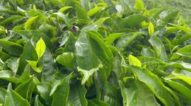 Tea industry helps improve rural livelihoods in Rwanda's Nyabihu district